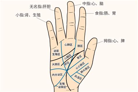 食指代表器官|手掌对应五脏六腑图